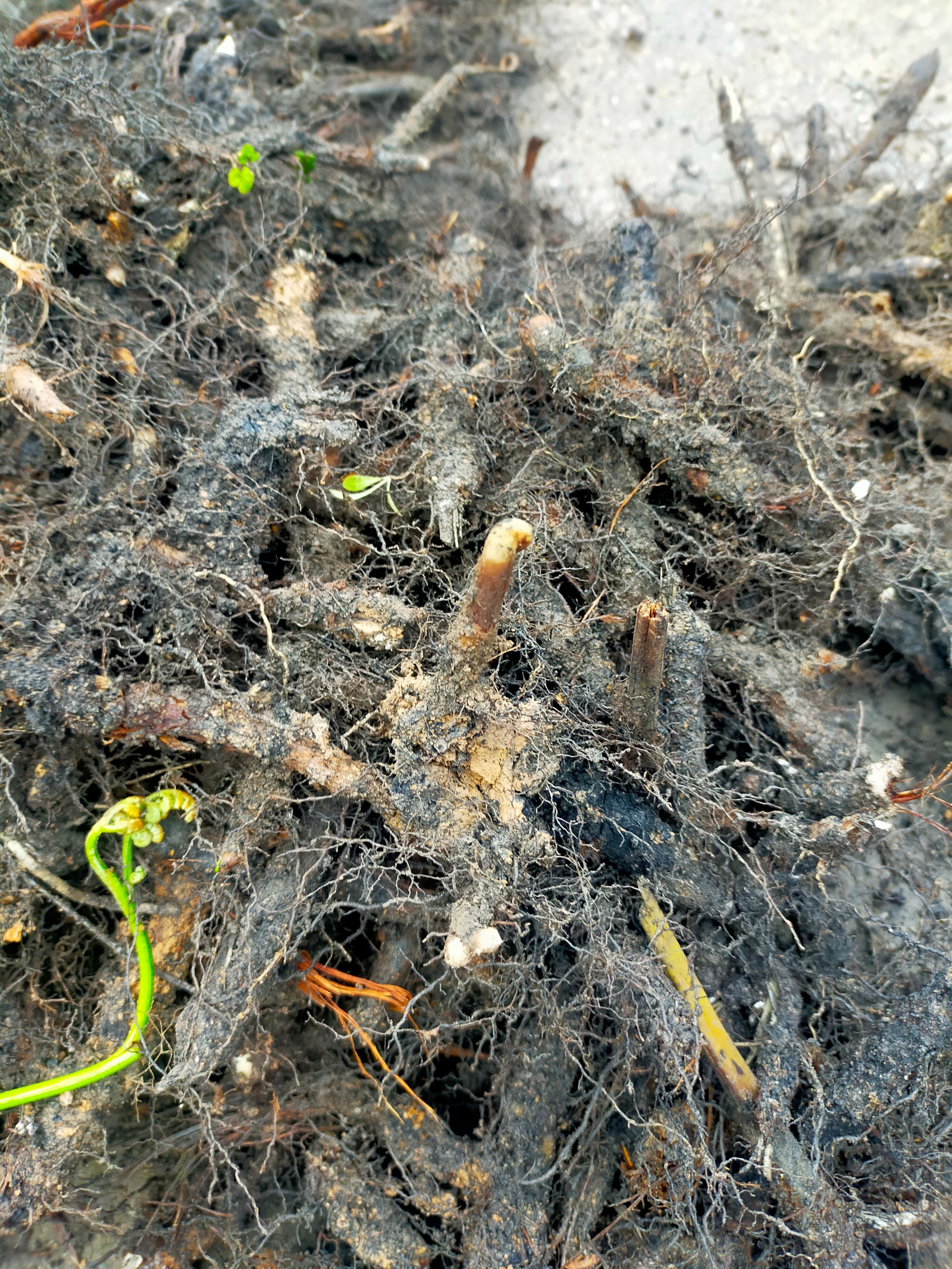 蕨菜种根新鲜现挖现发种苗