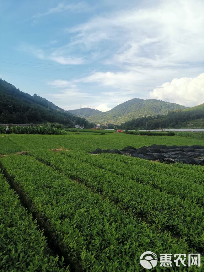 福鼎大毫茶苗 福建茶树苗基地 茶苗批发