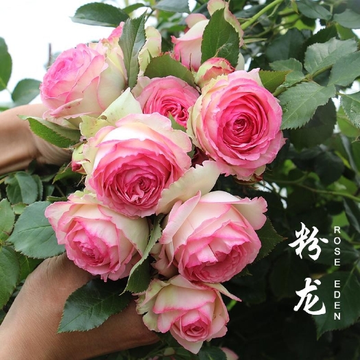 沭阳县月季藤本月季