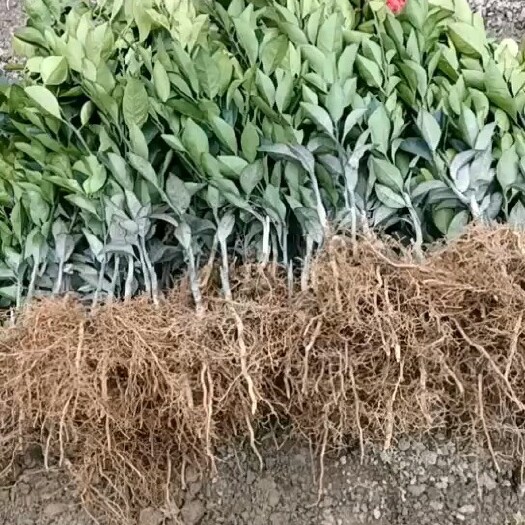 秀山纽荷尔脐橙苗 纽荷尔