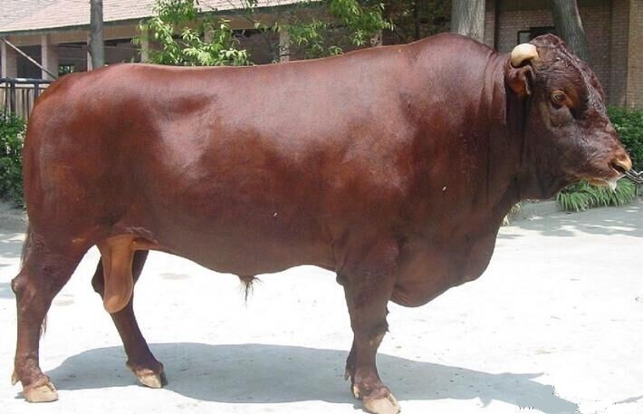 梁山县西门塔尔牛  肉牛犊出售，改良牛价格，5个月西门塔尔肉牛养殖