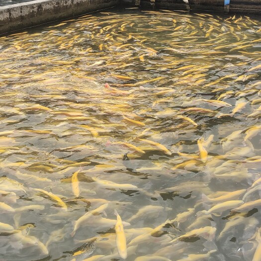 芦山县虹鳟鱼 泉水金鳟，价格便宜，质量保证。欢迎来扰！