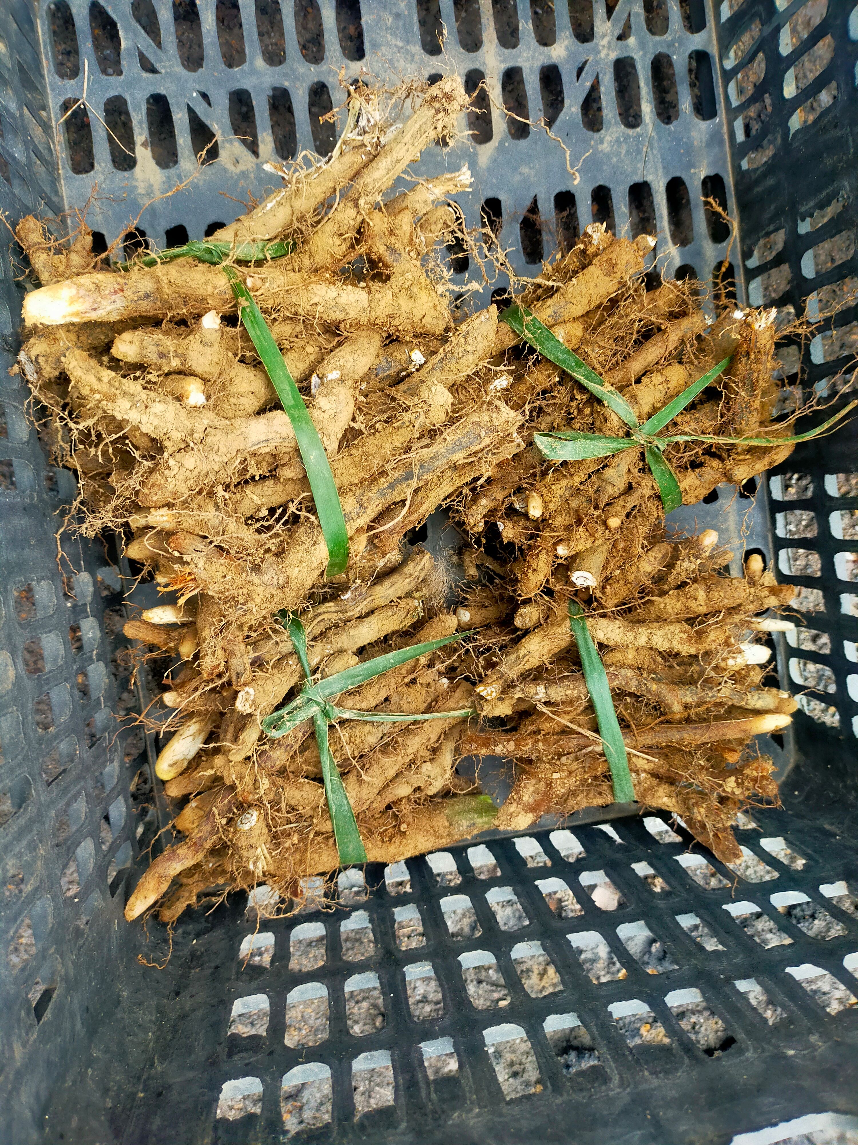 蕨菜种根新鲜现挖现发种苗