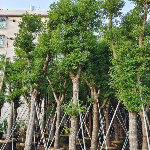 普宁市小叶樟 樟树
