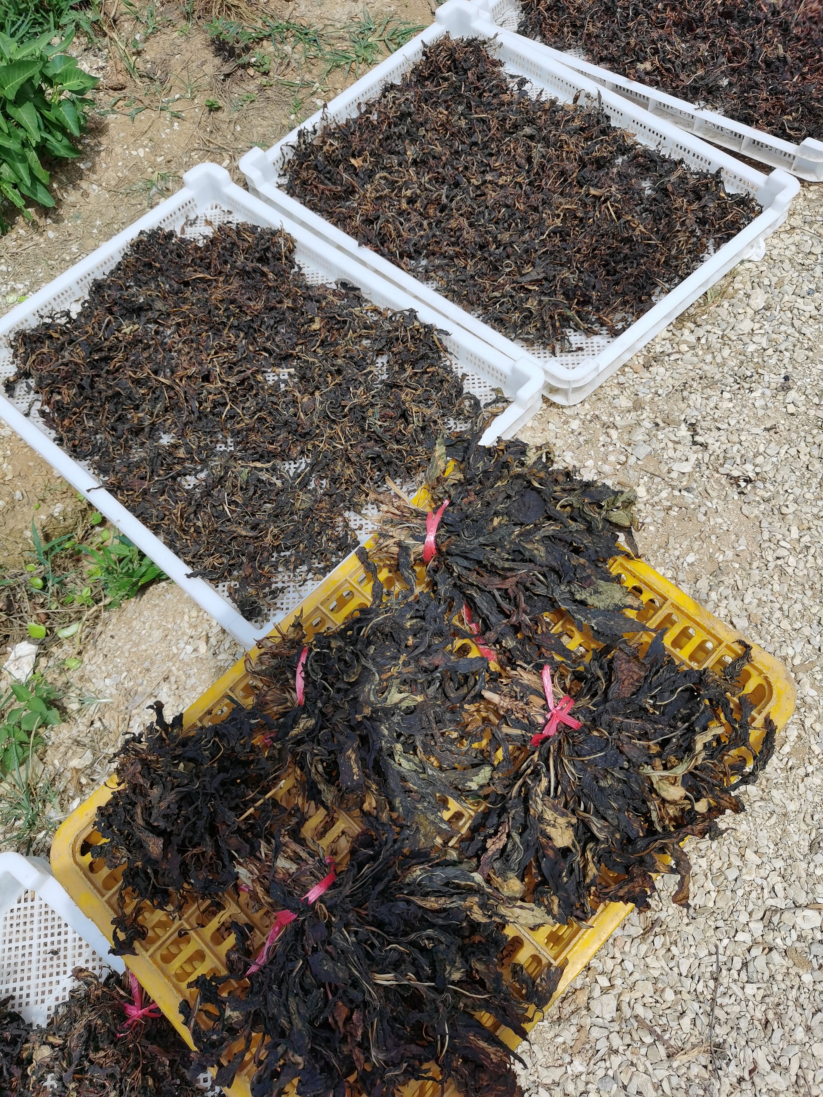 野生苦斋菜，败酱草，粤北特产