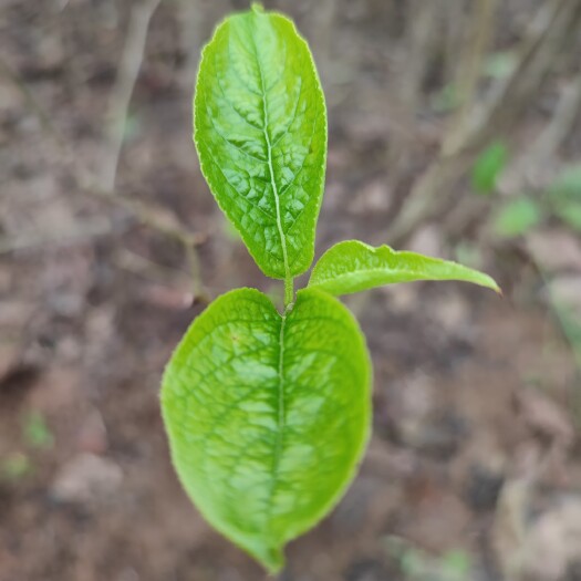 苍溪县杜仲苗  四川发货中药材杜仲树苗剥皮丝棉树苗现挖保湿发货中药材苗包技术