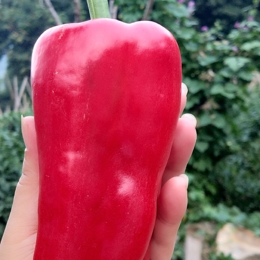 长阳县 大红辣椒 菜椒甜椒高山蔬菜 种植 湖北宜昌批发代办