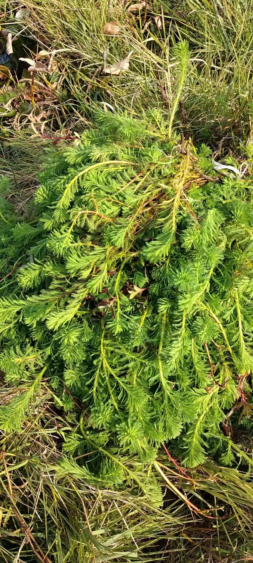 粉绿狐尾藻  粉绿狐尾澡