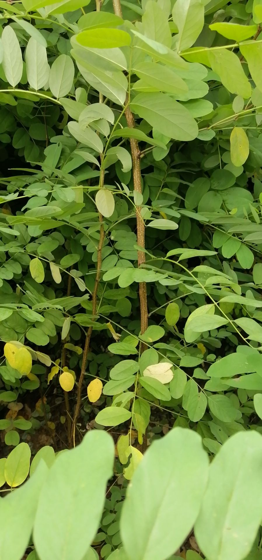 刺槐苗大量货源，多种规格，可满足不同客户需求。