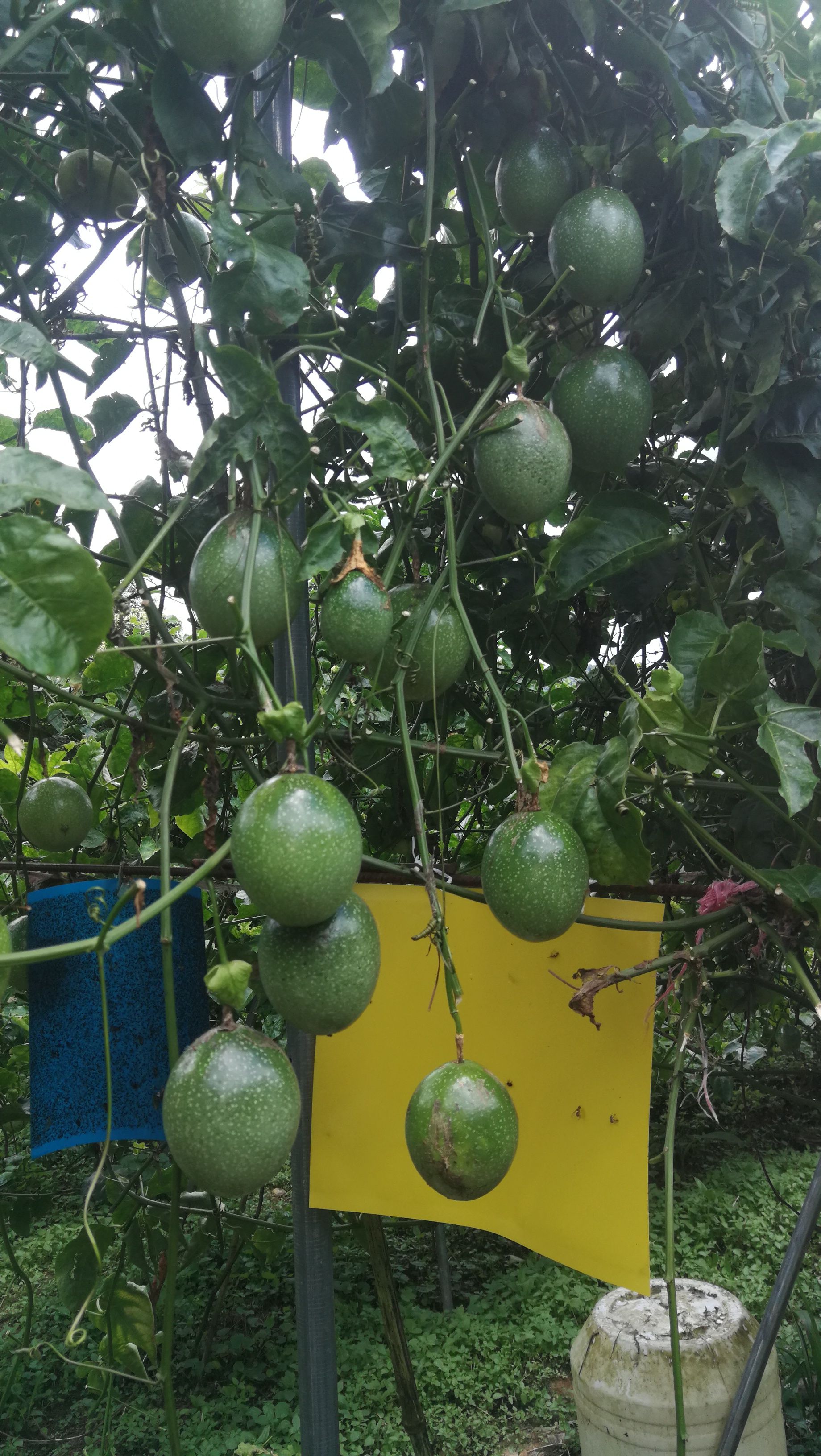 黄金百香果（一件代发）蜂蜜味