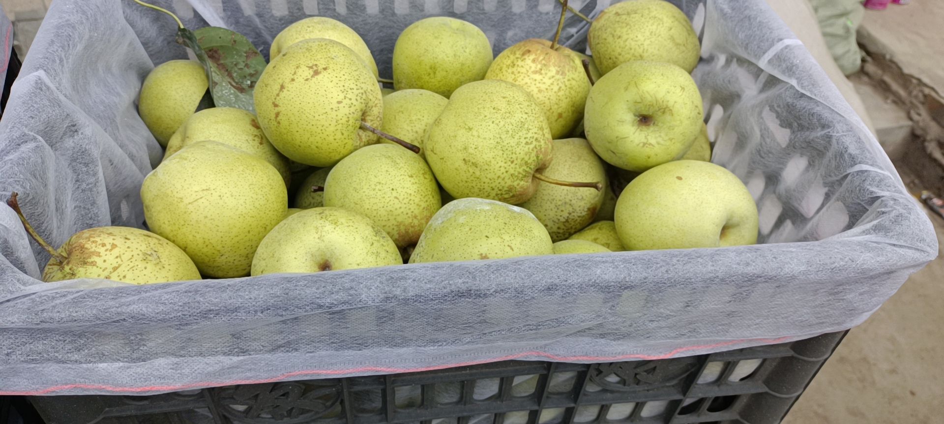  河北赵县雪花梨大量上市有需要的联系了…