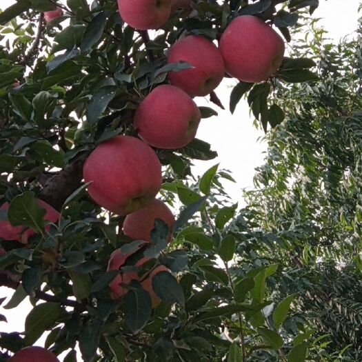 顺平县红星苹果大量上市，欢迎广大客户前来选购