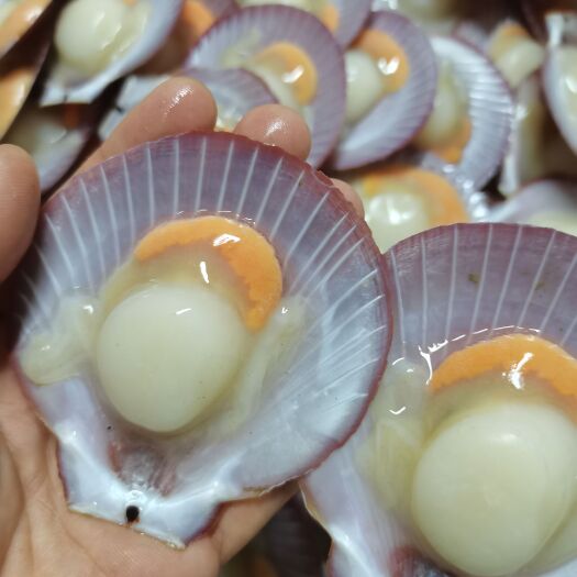 北海黄金贝 日月贝，带膏日月贝，规格齐全，图片为8/9规格，适各大餐厅