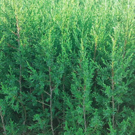 攸县塔柏现货供应