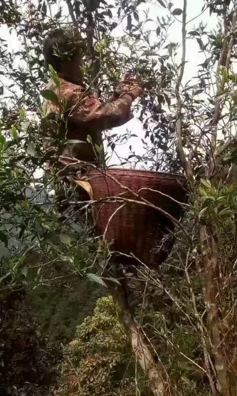 桂平市 石崖茶