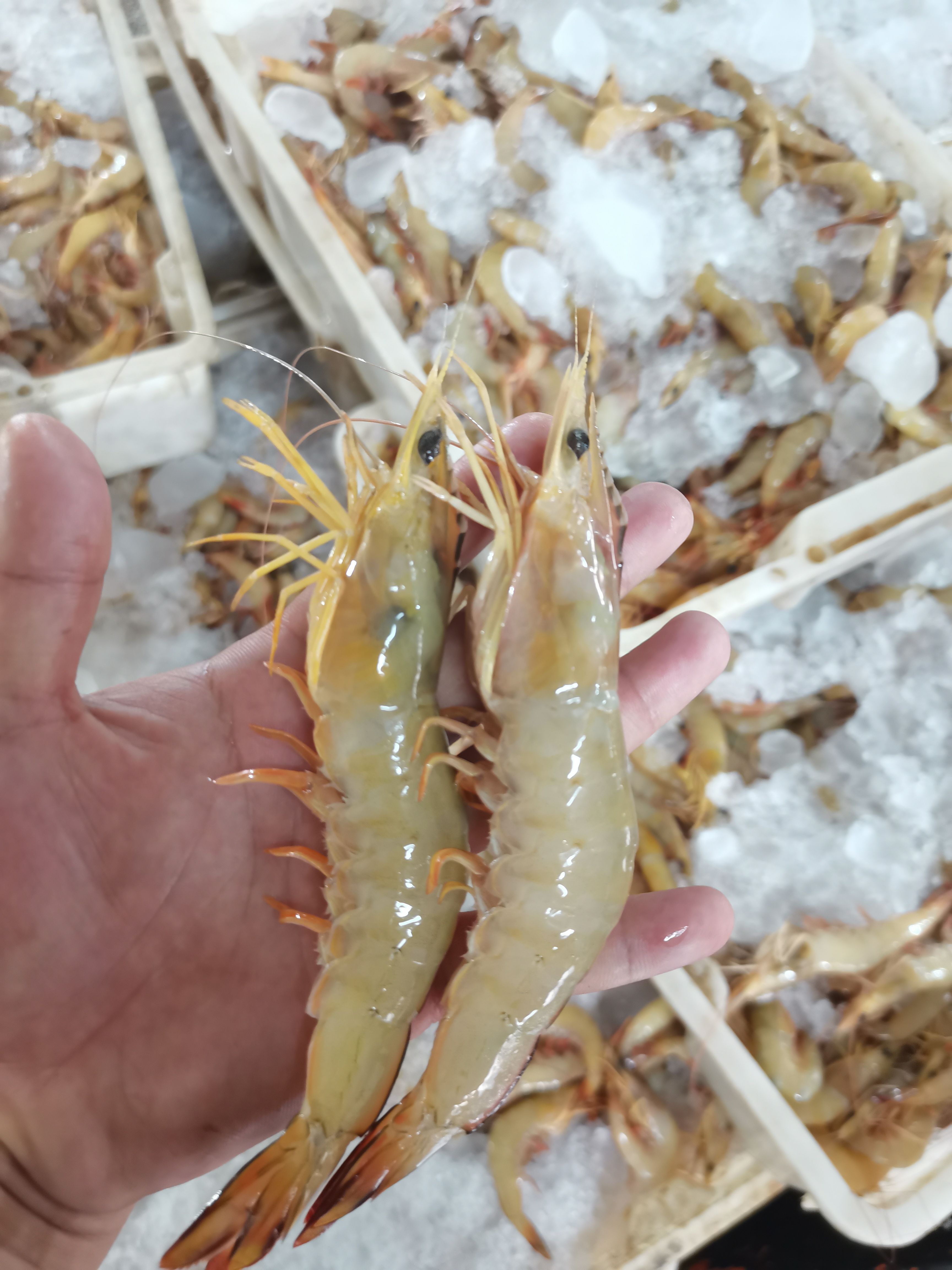 南美白对虾 明虾，码头新鲜明虾上岸，看的见品质，金黄色，
