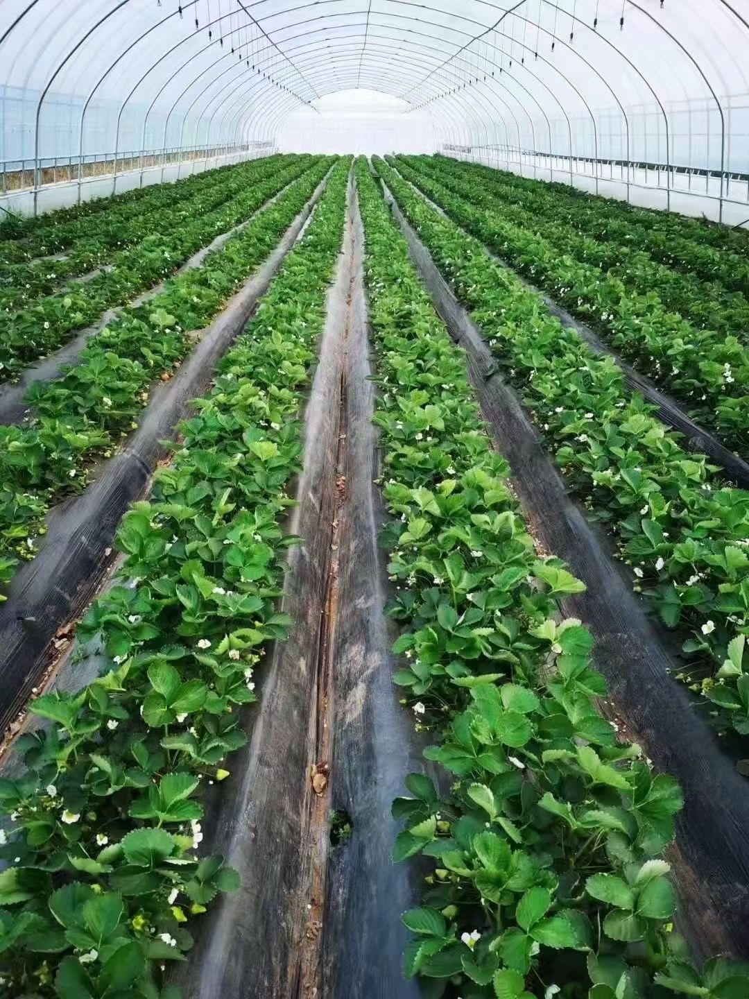 批发蒙特瑞草莓苗价格便宜脱毒