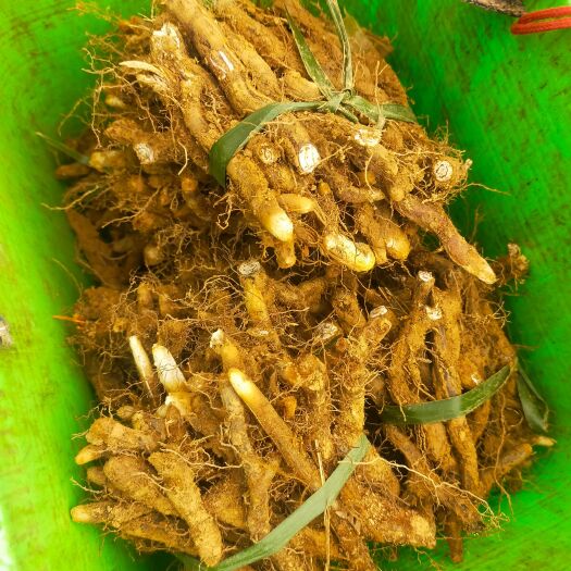 赫章县蕨菜种根新鲜现挖现发种苗