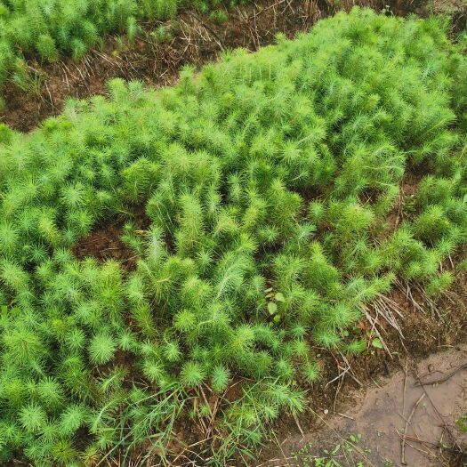 奉新县马尾松小苗80万销售，基地主营造林树种，优质造林小苗马尾松