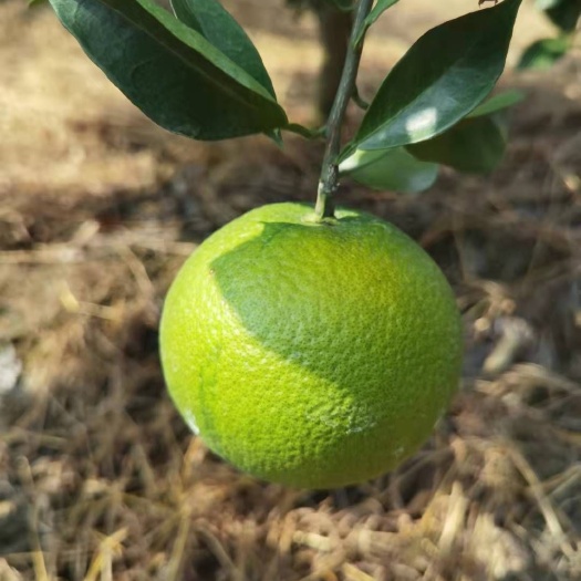 全州县赣南早脐橙