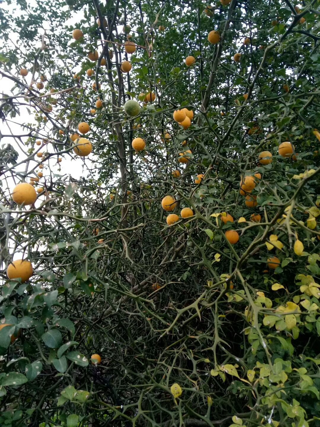 枳壳苗  嫁接柑橘 可做绿篱