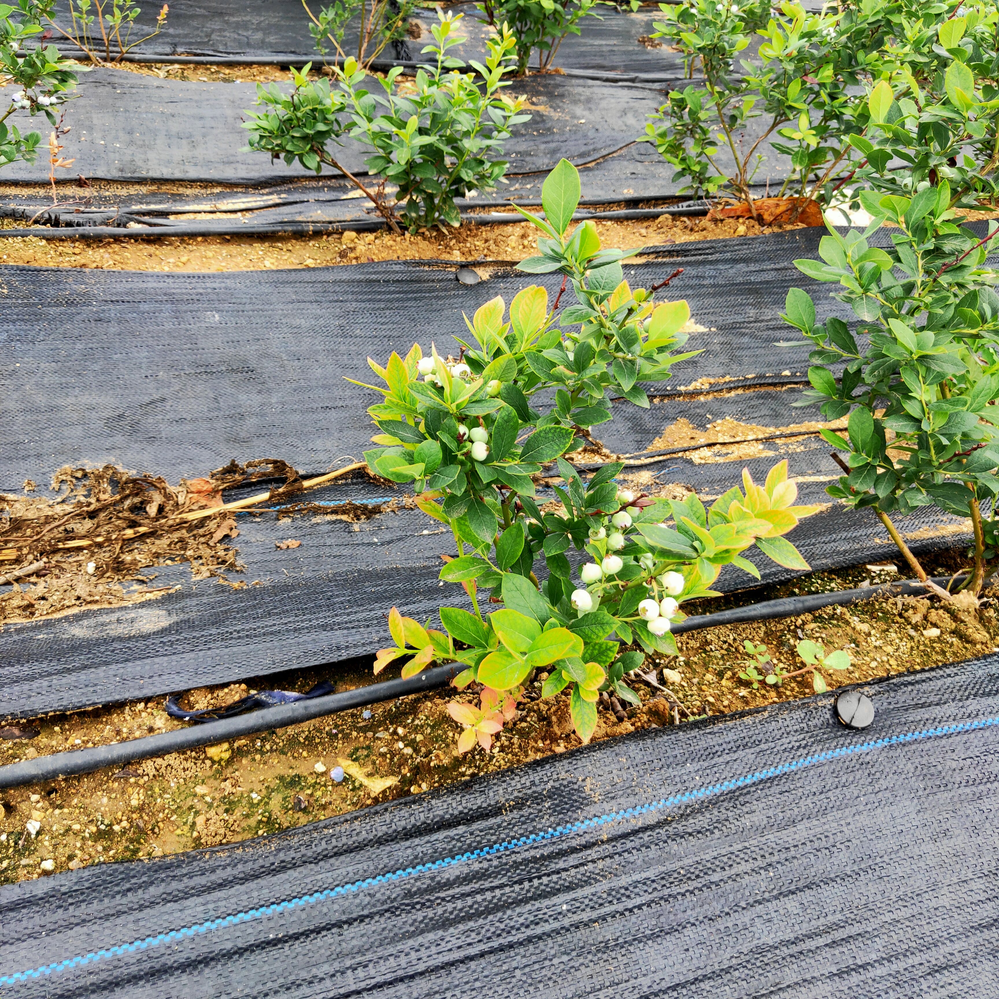 薄雾蓝莓苗  带杯品种纯正技术指导免费