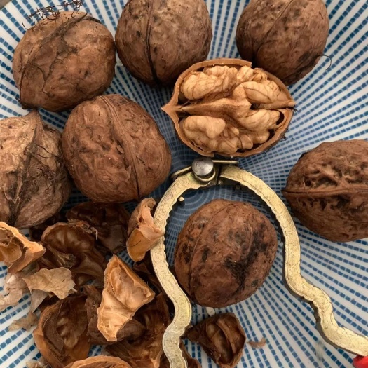 盐源县大凉山盐源县薄皮核桃