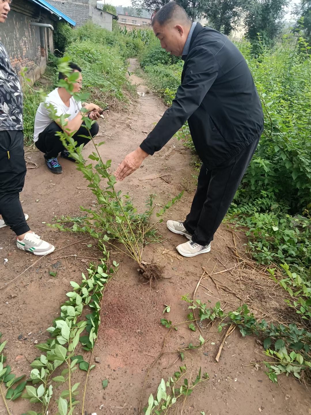 连翘苗，2年连翘苗华北连翘苗死苗补发