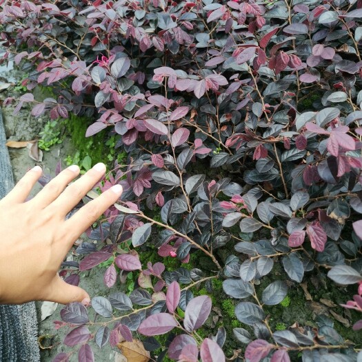 成都红花继木  红继木地苗