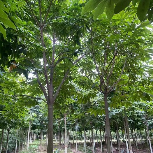 绛县 七叶树