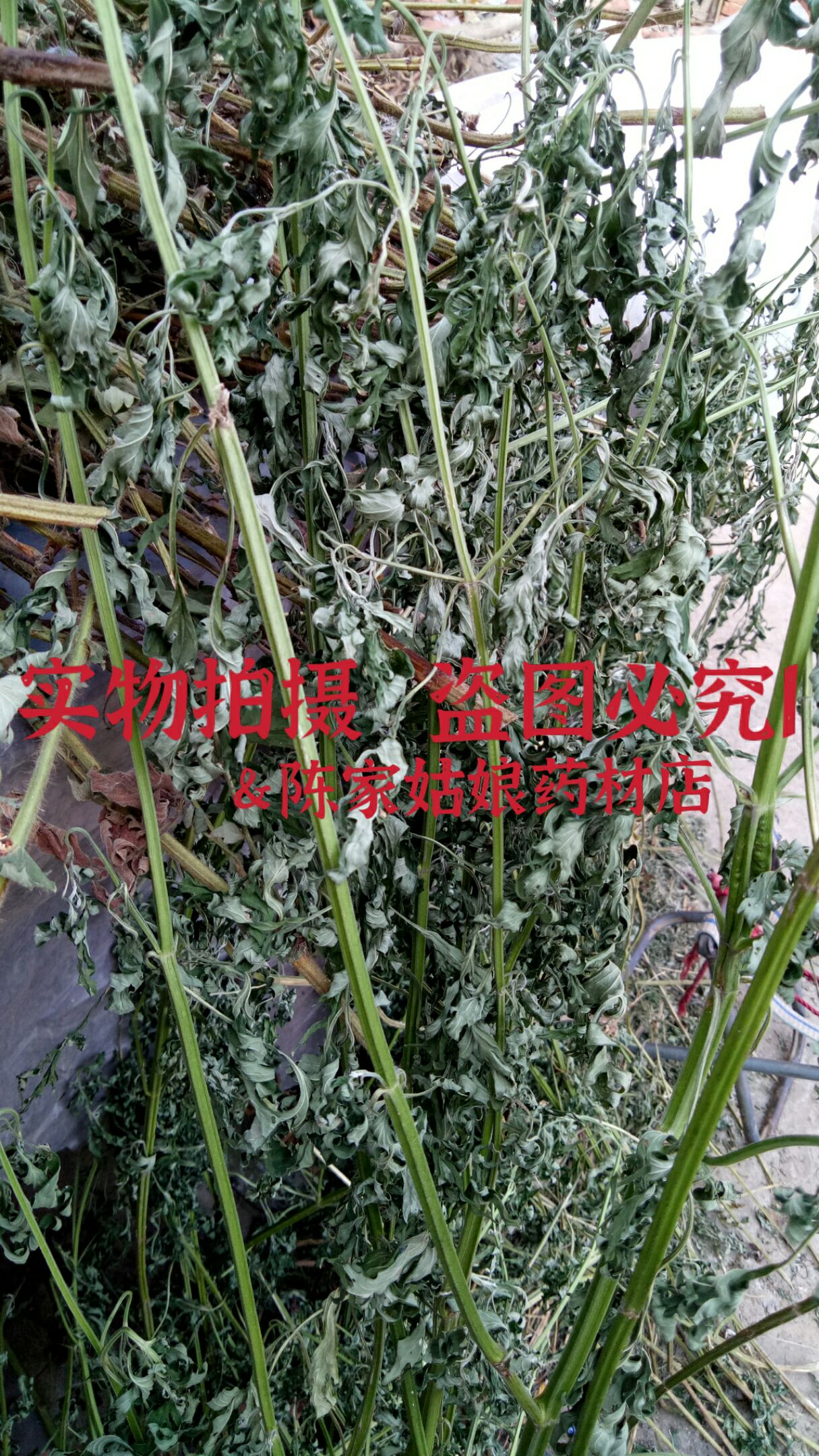 益母草干货山地直发无硫请放心食用