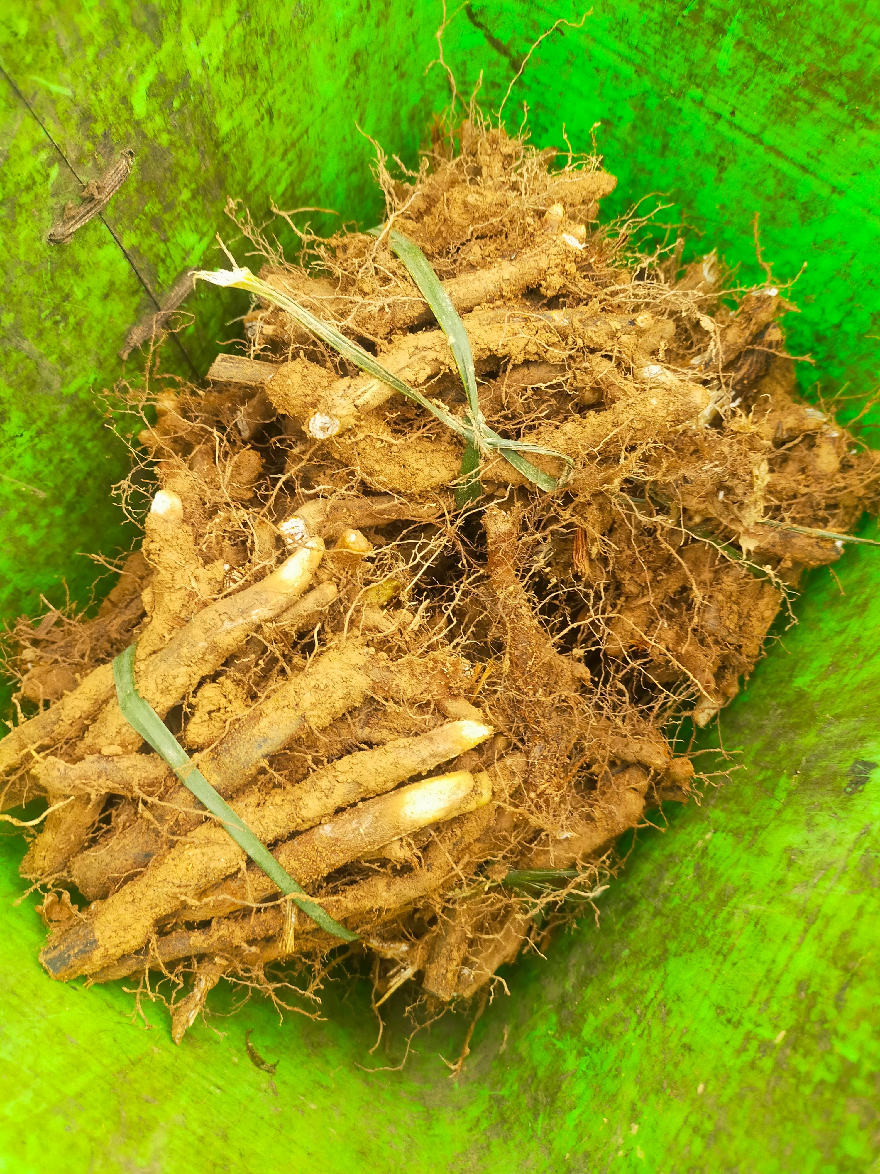蕨菜种根新鲜现挖现发种苗