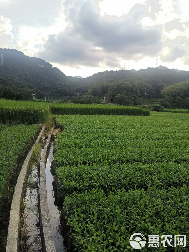 福鼎大毫茶苗 福建茶树苗基地 茶苗批发