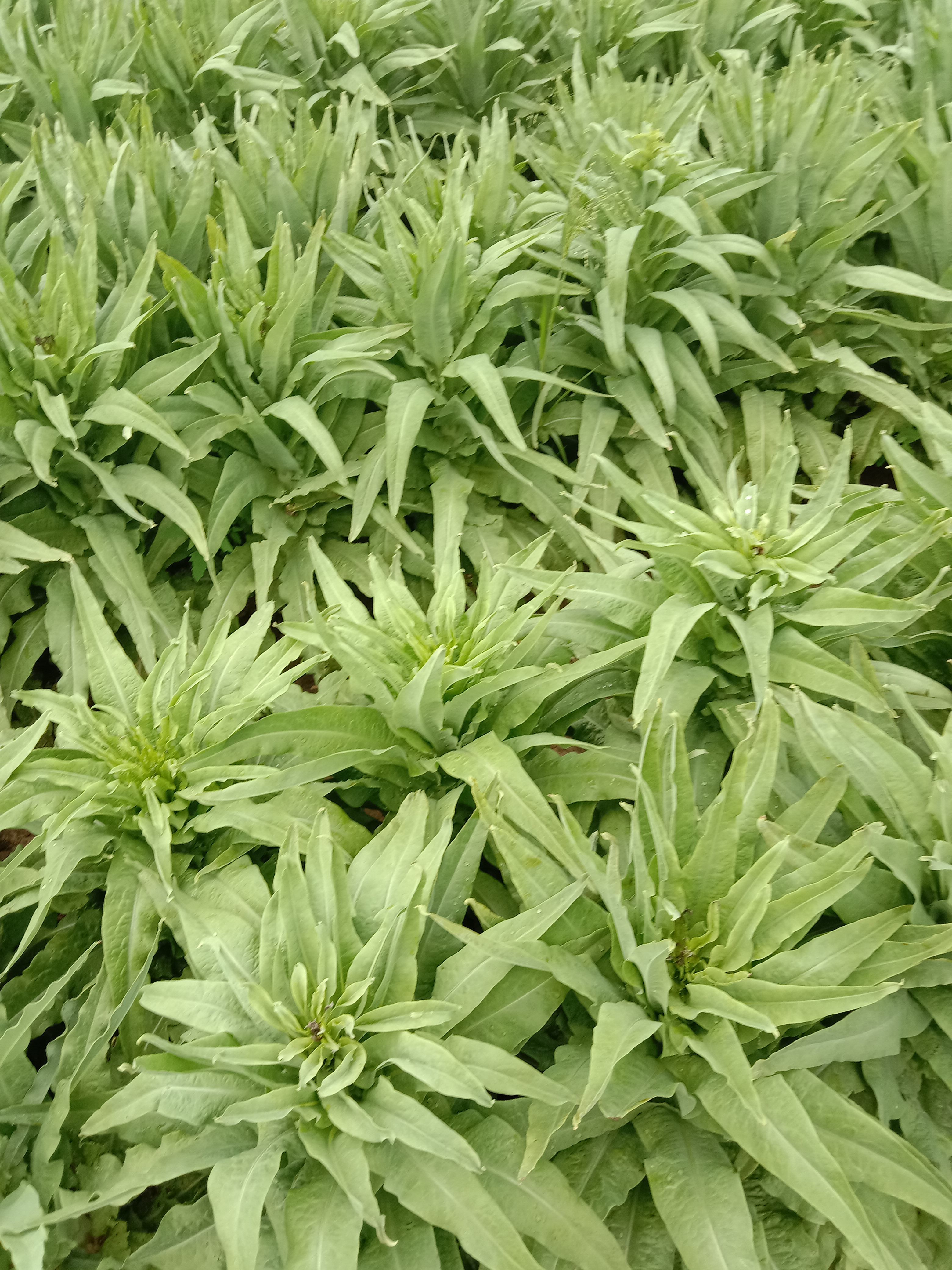 青尖叶莴笋 莴笋以大量上市，一手货源，备有冷库，需要的联系我