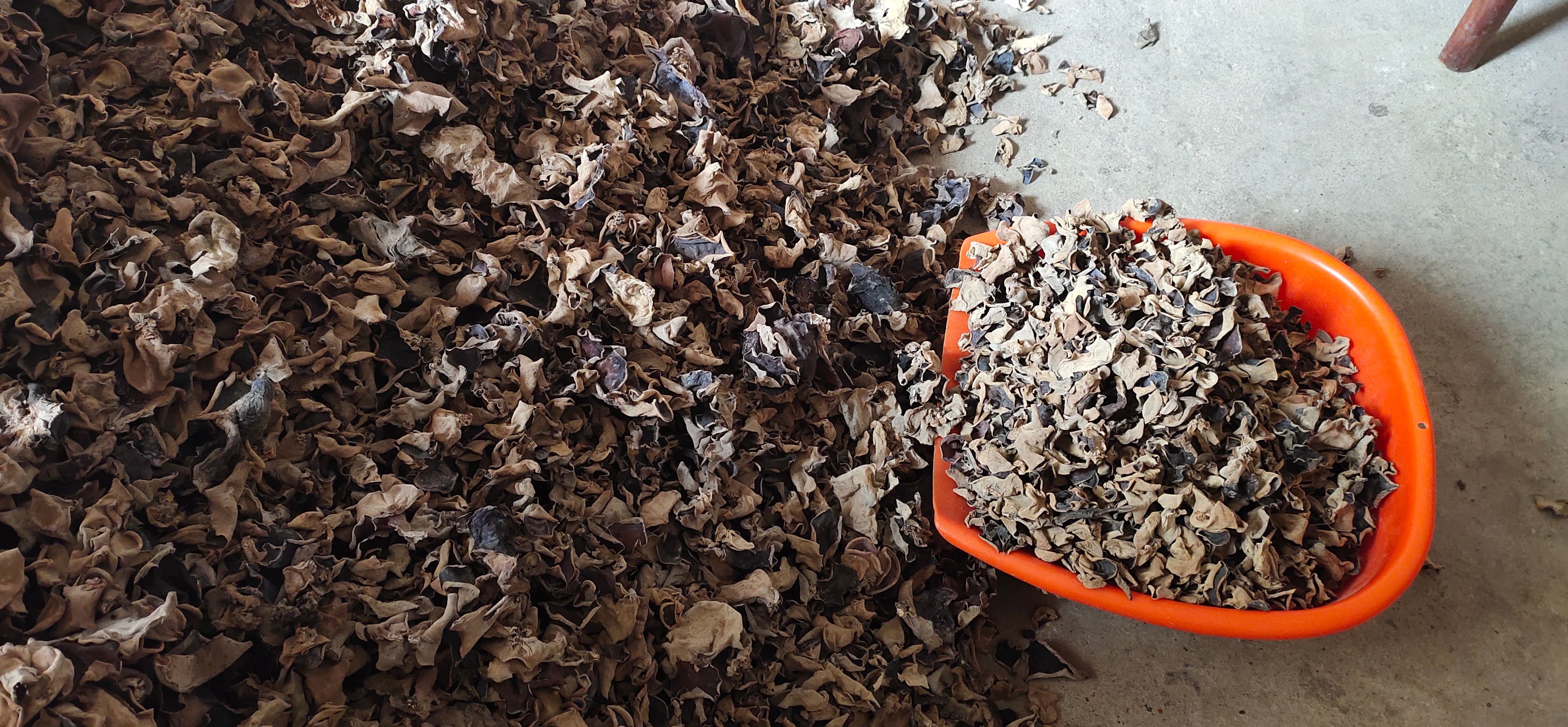 木耳菜  天然~木头木耳