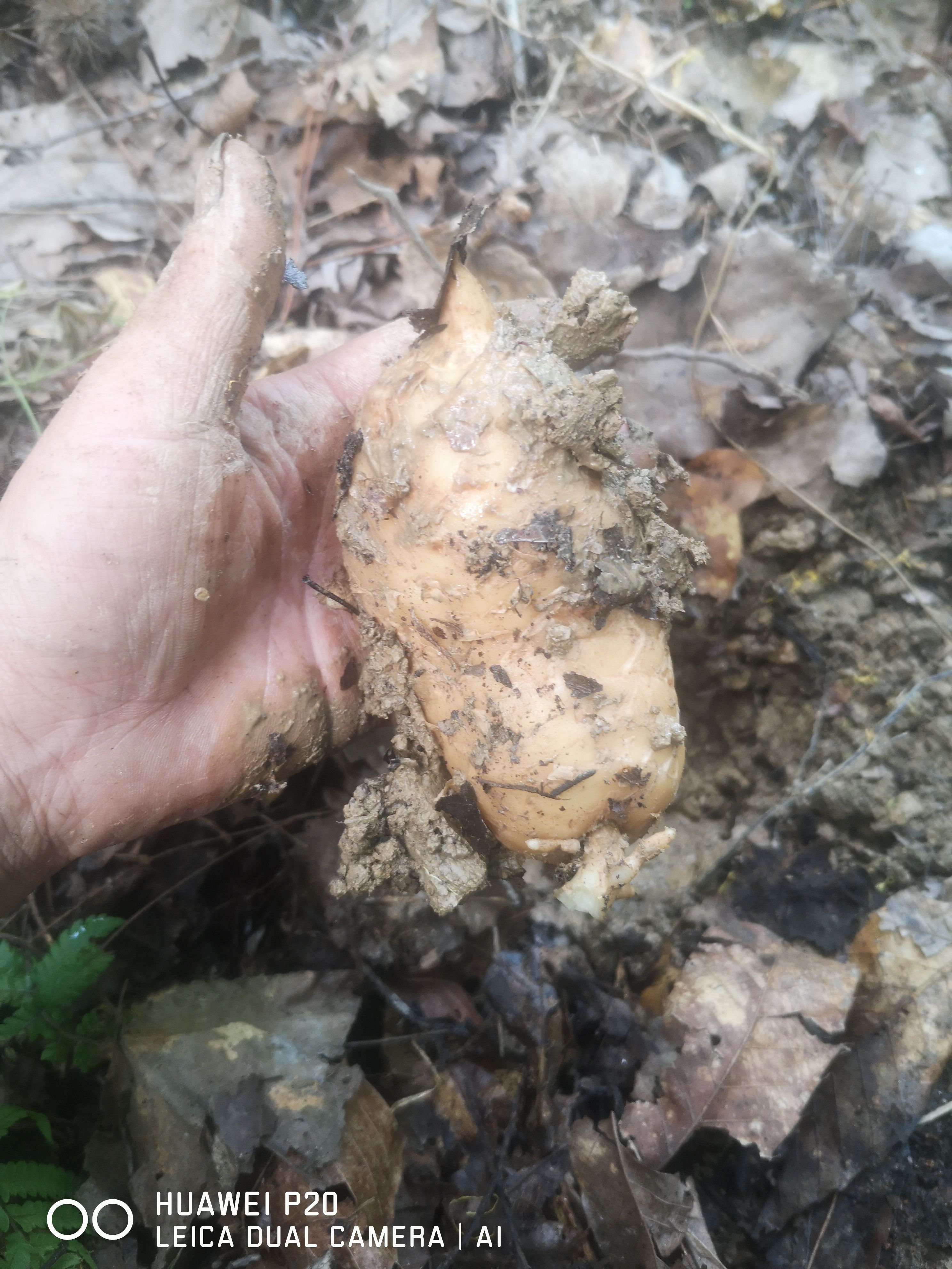 红天麻  乌红杂交鲜天麻