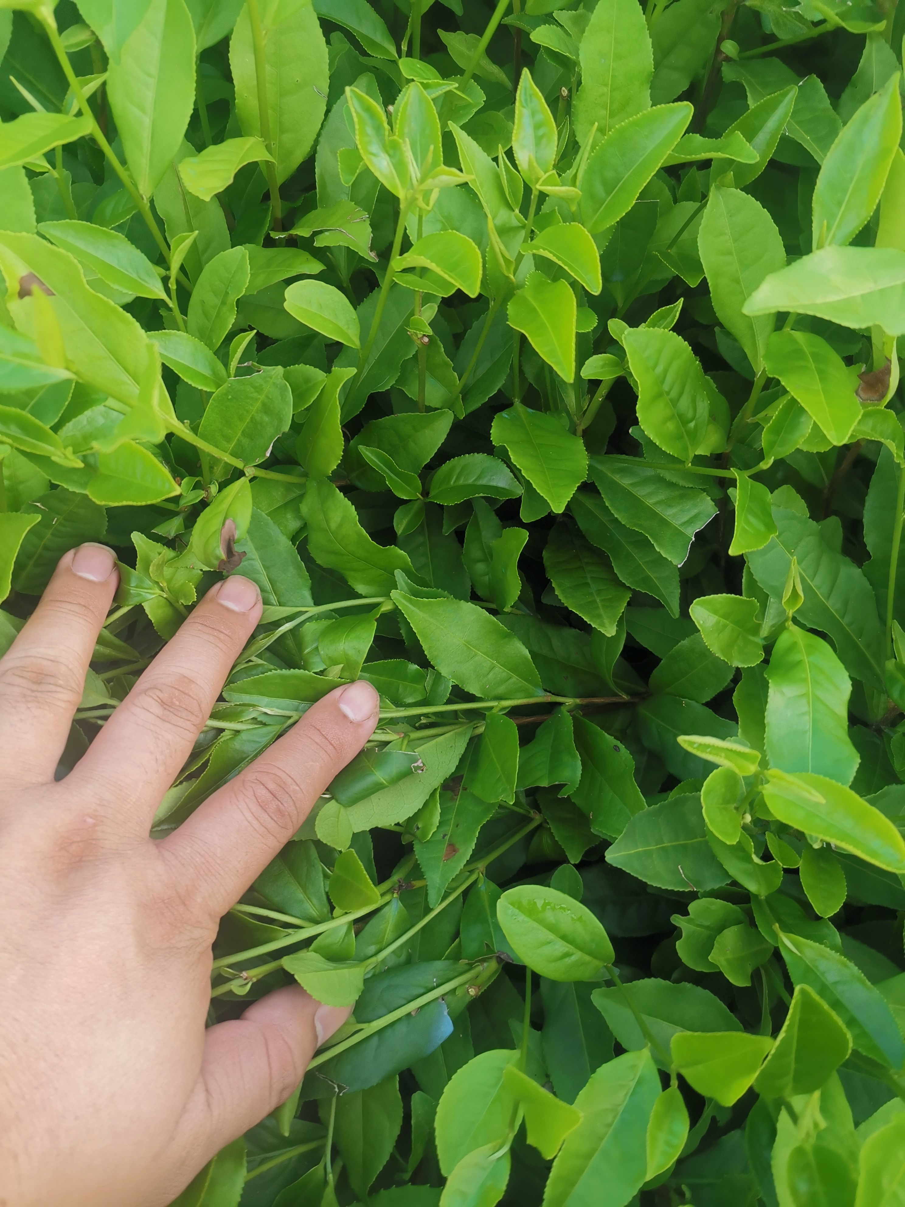 福鼎大毫茶苗 福建茶树苗基地 茶苗批发