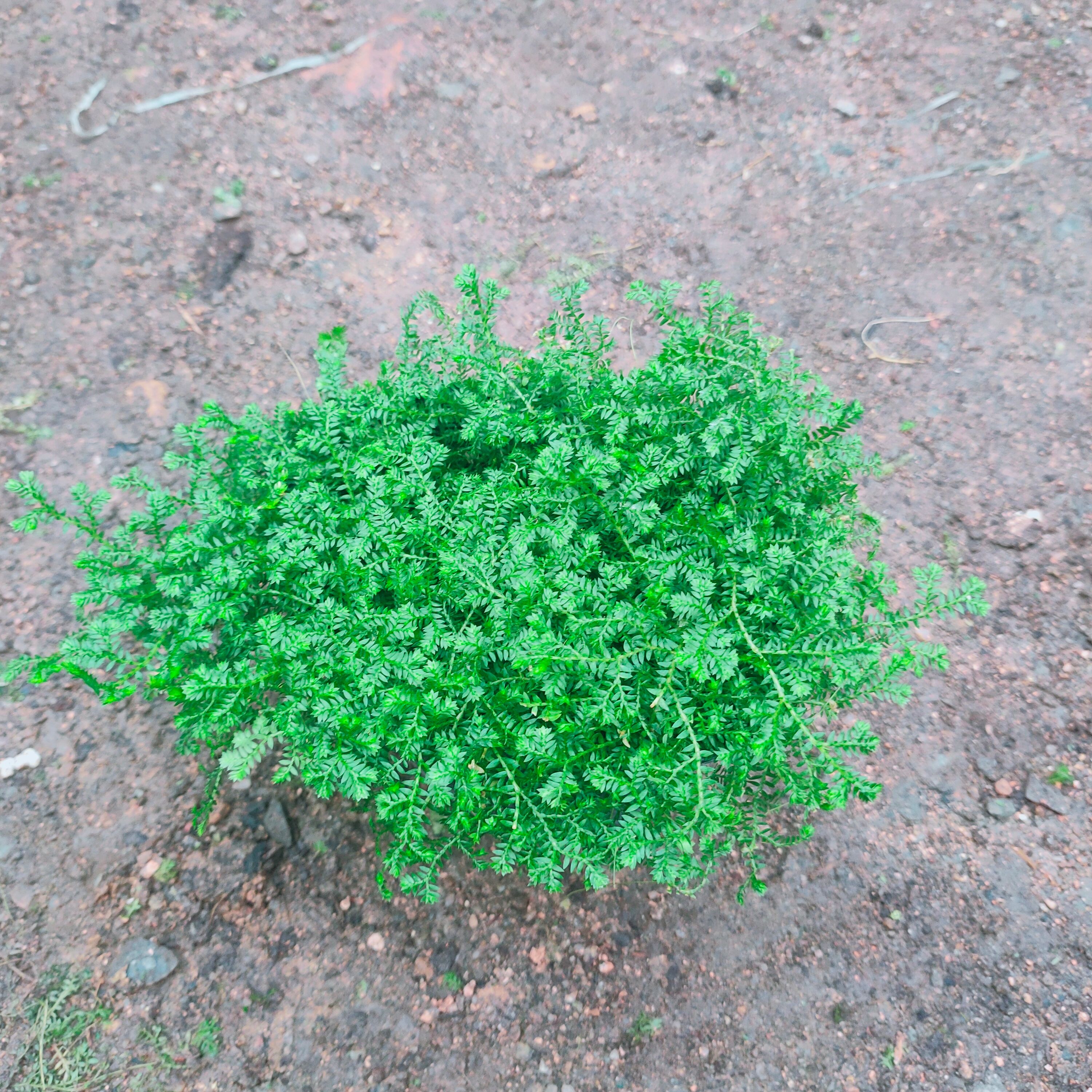 玉龙草  青龙草桌面绿植常绿蕨类盆栽植物室内