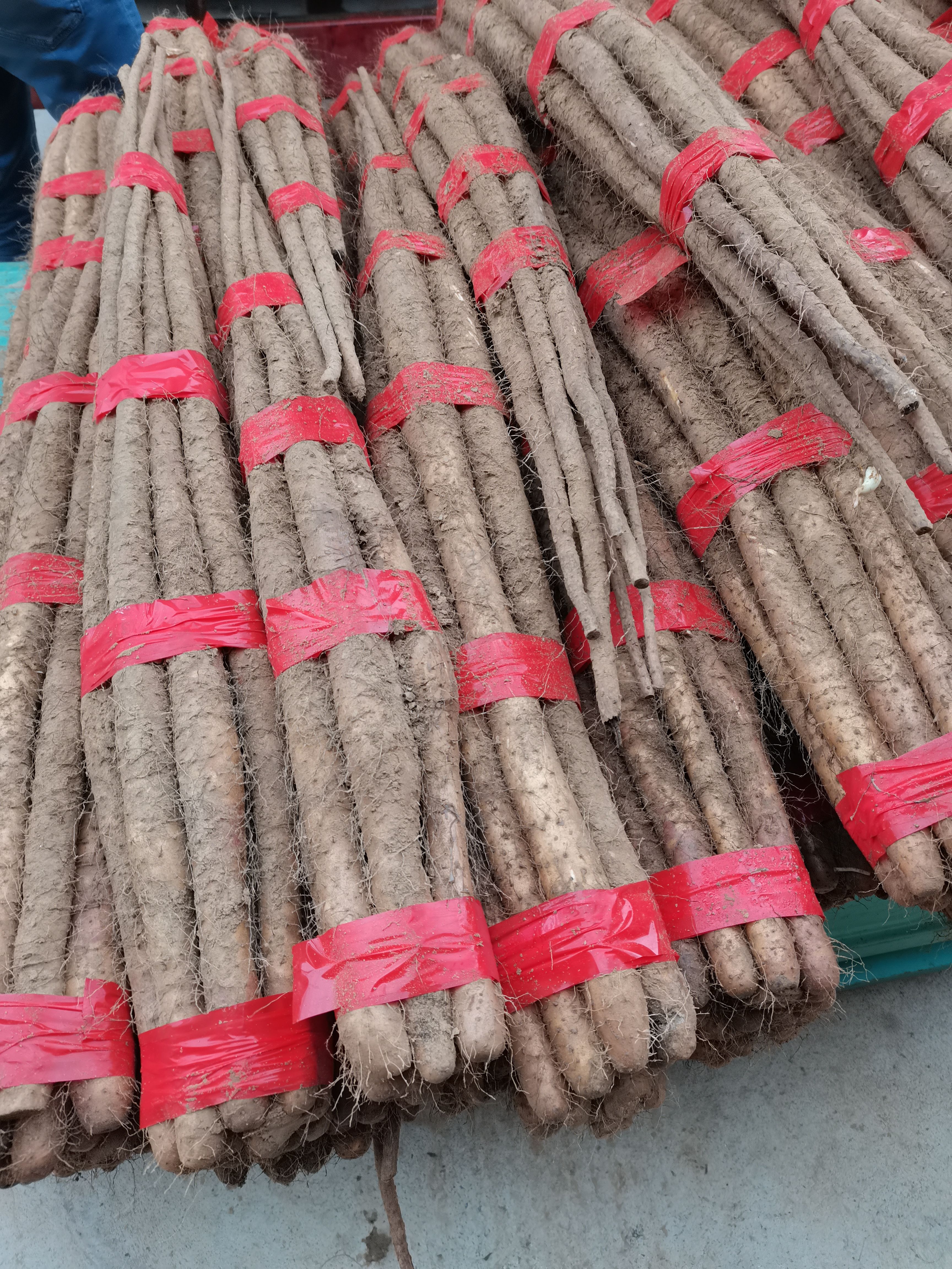 白玉山药，产地直销，大量供应万吨库存，随到随装！