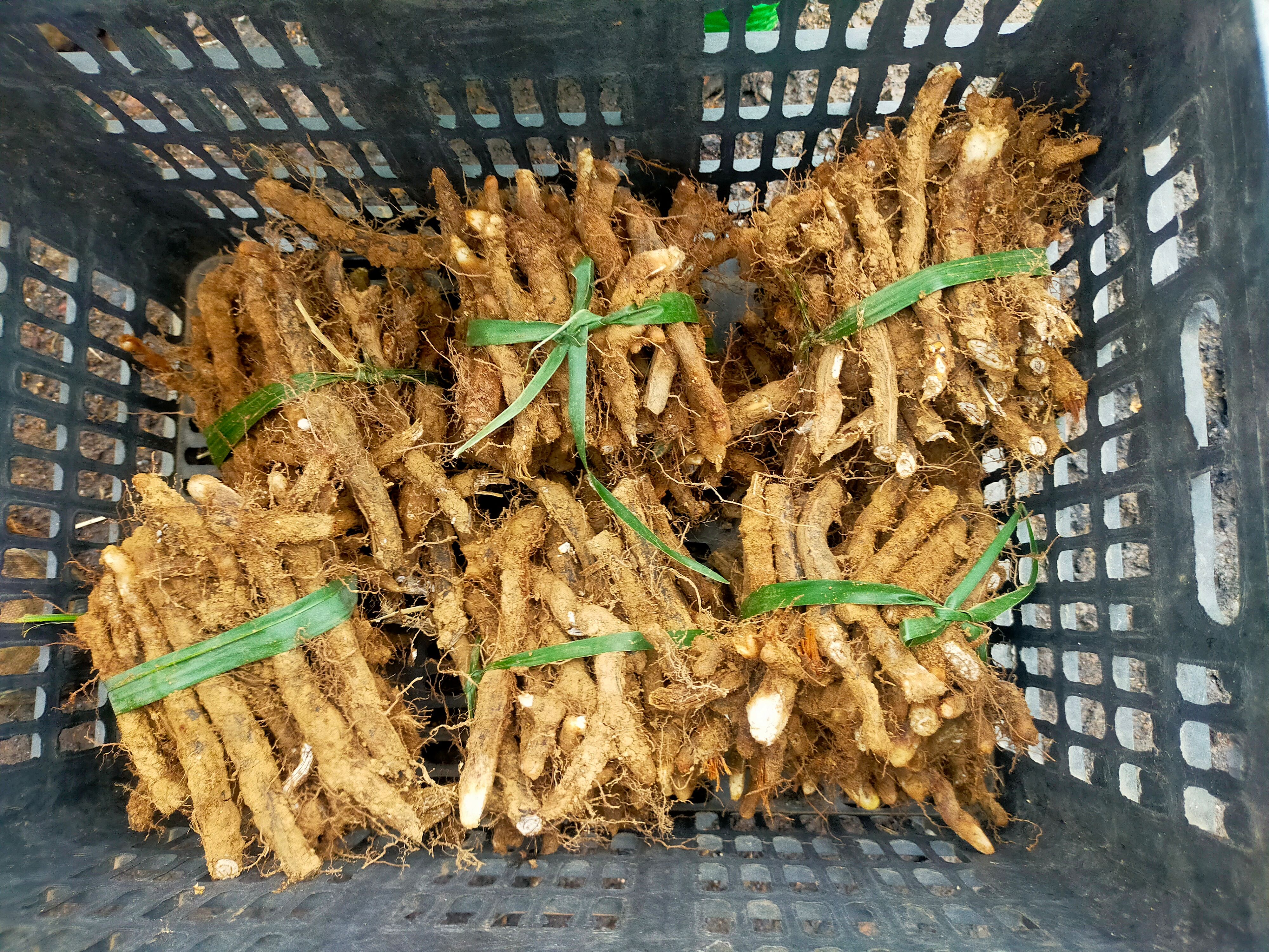蕨菜种根新鲜现挖现发种苗