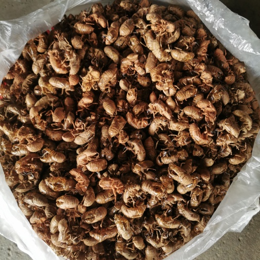 常宁市蝉蜕，看货看图看视频！