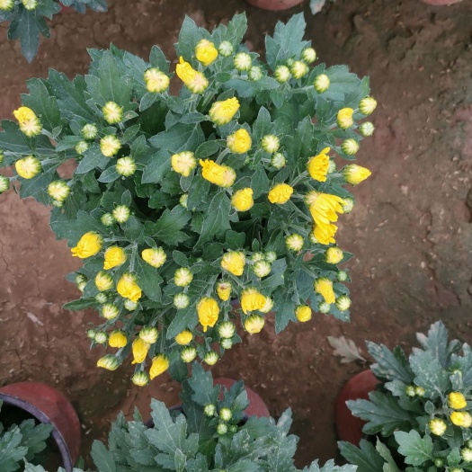 青州市菊花 国庆菊 千头菊 120盆栽 多色菊花 产地直发