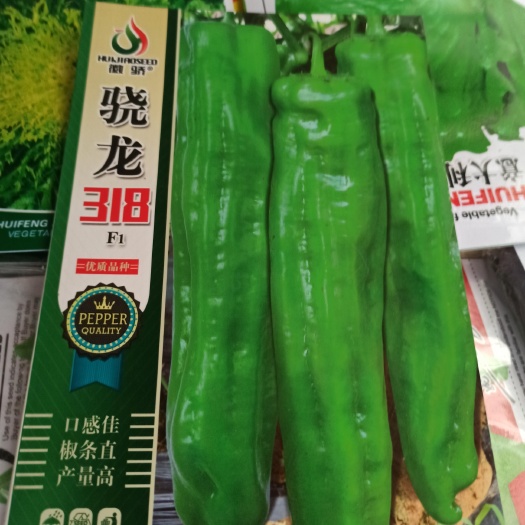 夏邑县薄皮辣椒种子  骁龙薄皮儿大椒口感佳椒条直产量高抗病性好。一包1000粒包邮