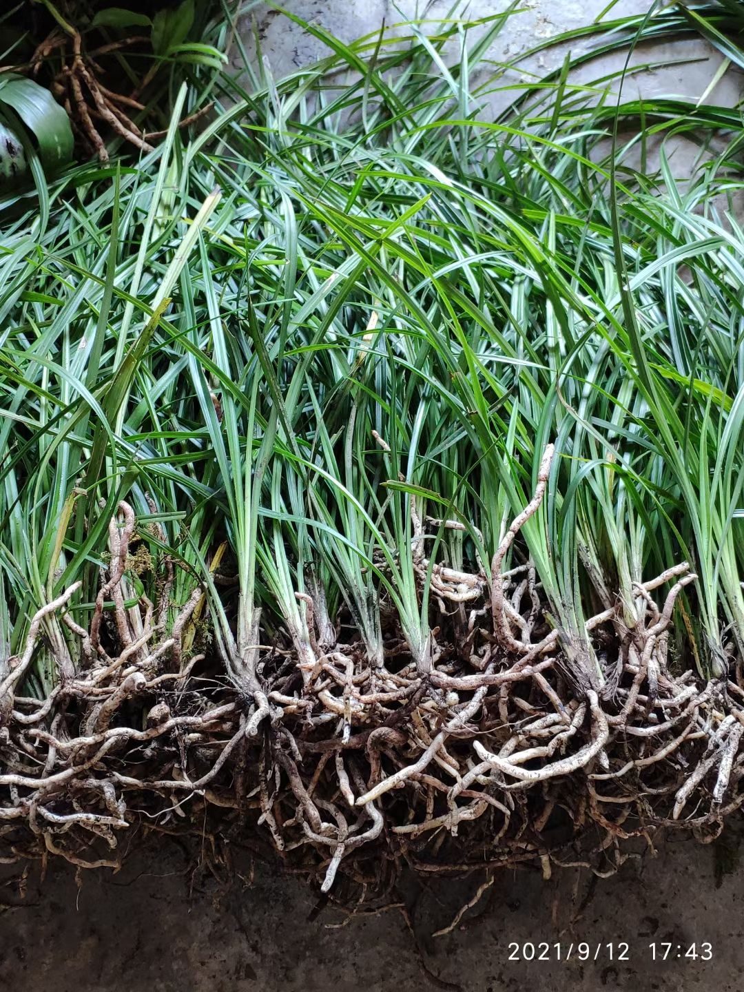 送春兰 绿兰通货1到3苗