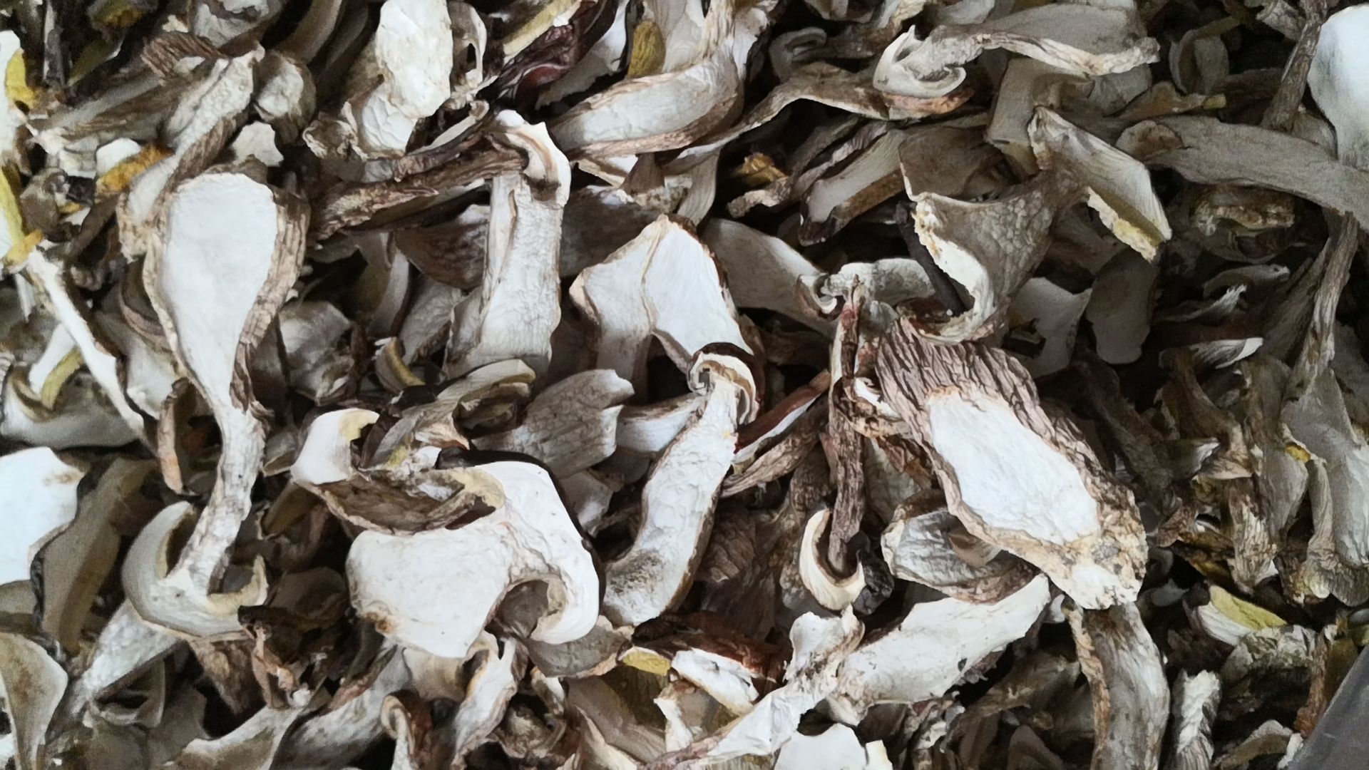 美味牛肝菌 干牛肝菌