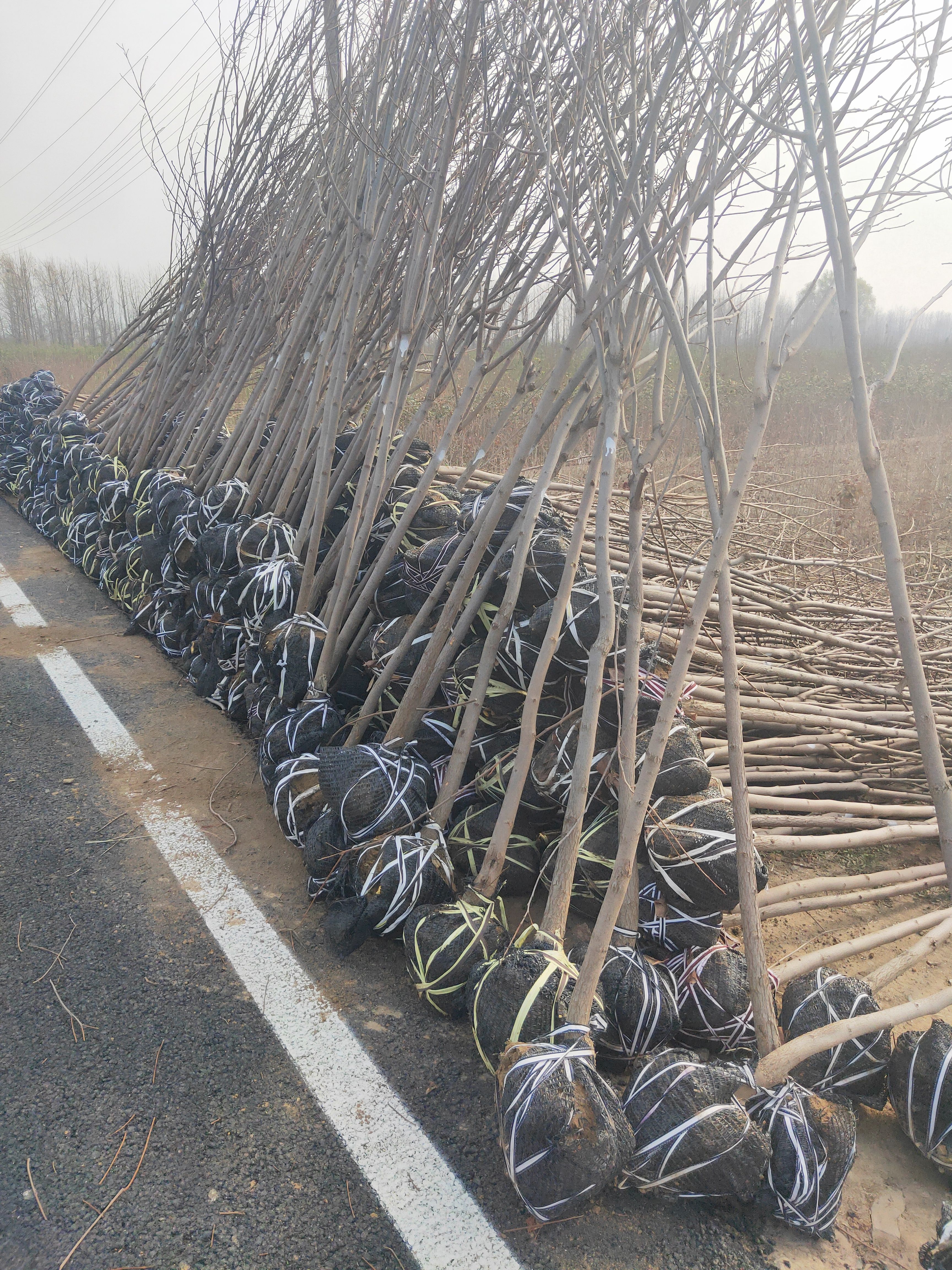 日本斤柿子树苗  批发柿子树苗 嫁接甜柿子