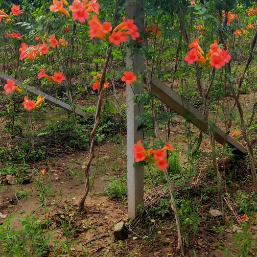 郯城县凌霄苗 供应1到15公分凌霄