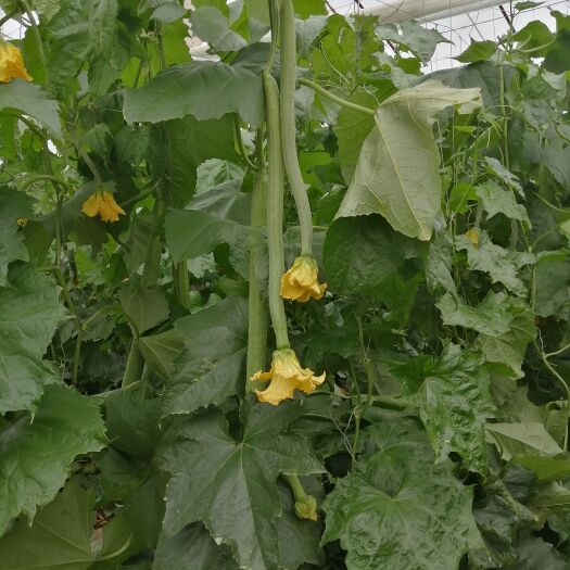 濮阳县 鲜花丝瓜