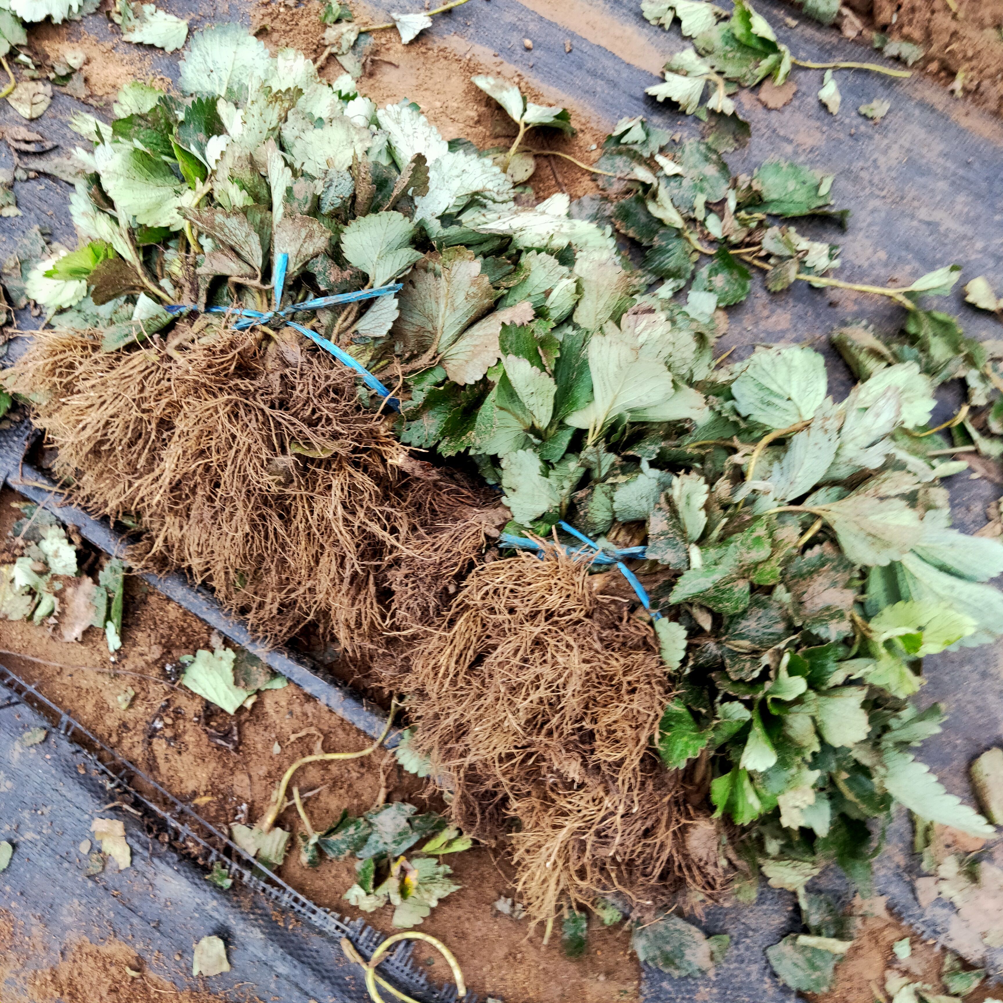 妙香7号草莓苗  批发草莓苗 穴盘苗 带土坨价格便宜