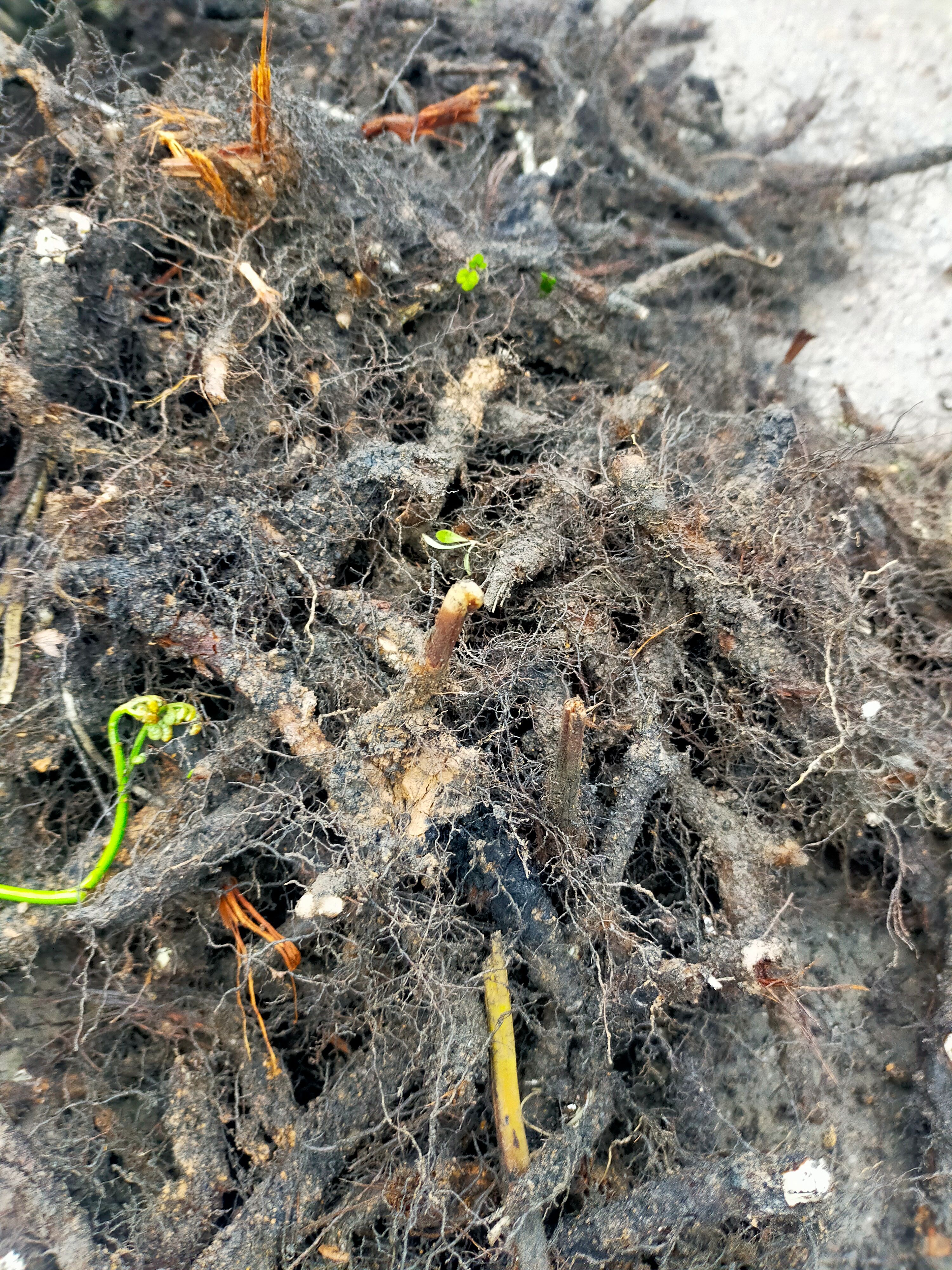 蕨菜种根新鲜现挖现发种苗